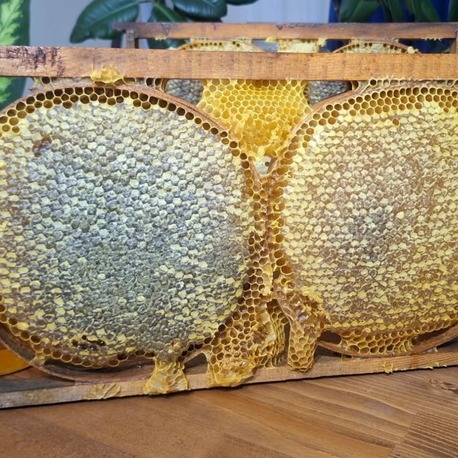 SAPANCA KARAKOVAN BALI  1 KG