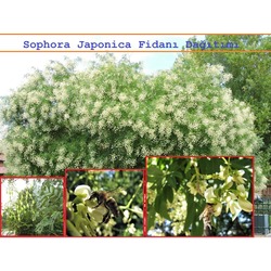 Sophora Japonica Fidanı Dağıtımı