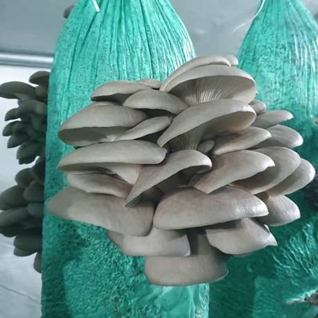 İstiridye Mantarı 