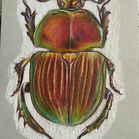 Scarab 