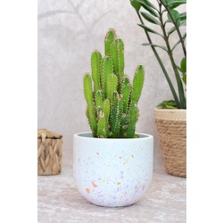 Renkli Terrazzo Oval Tabanlı Saksı