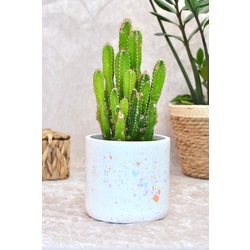 Renkli Terrazzo Saksı