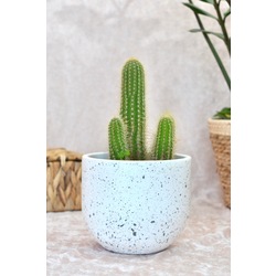 Kahverengi Terrazzo Oval Tabanlı Saksı