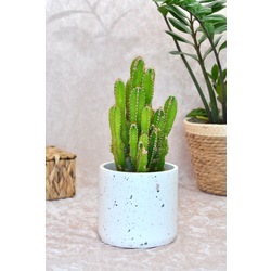 Kahverengi Terrazzo Saksı