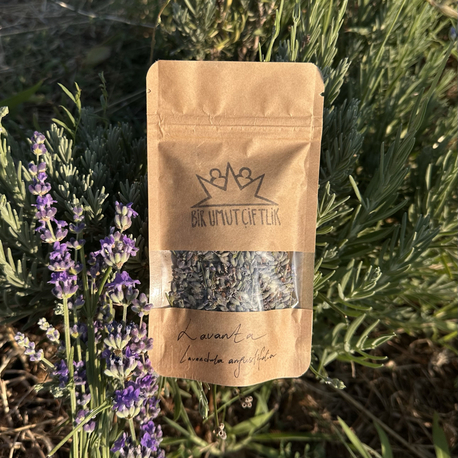 Lavanta (angustifolia)