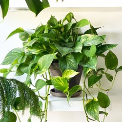 Pothos sarmaşığı