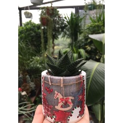 Hawortia sp.