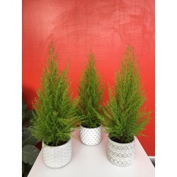 Limoni servi bodur (75 cm)