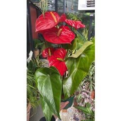 Mega Boy Anthurium 