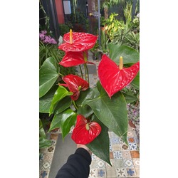 Büyük Boy Anthurium 
