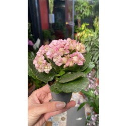 Mini Boy Kalanchoe 