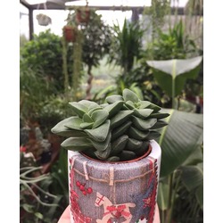 Sukulent (Crassula sp.)
