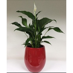 Spathiphyllum ( Barış çiçeği)