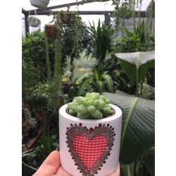 Sukulent (Sedum sp.)