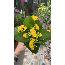 Kalanchoe 