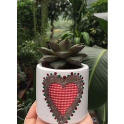 Sukulent (Echeveria)