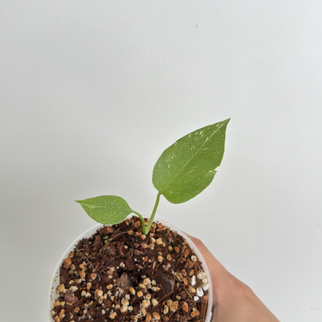 Monstera Thai Cons.+ mons. Minima 