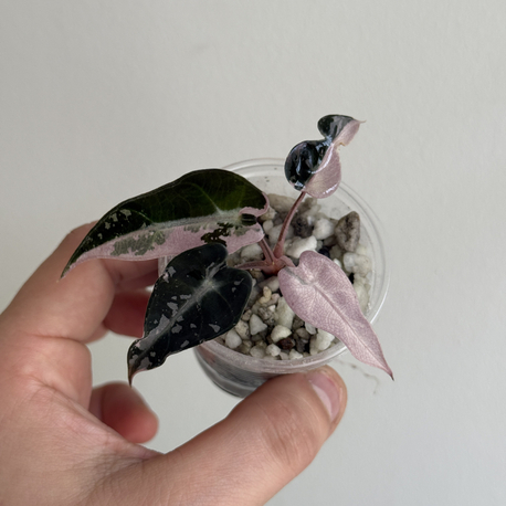 alocasia bambino pink variegated