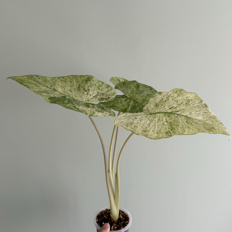 Alocasia machorizos Camuflaj