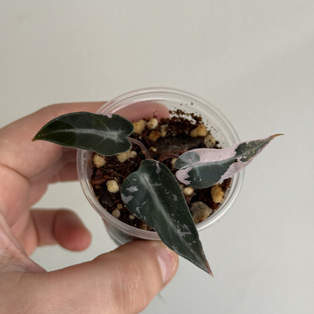 Alocasia Bambino pink 
