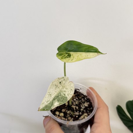 Alocasia Dragon Scale Mint Variegated