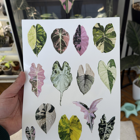Variegated Alocasia Sticker Set
