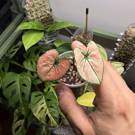 Caladium 