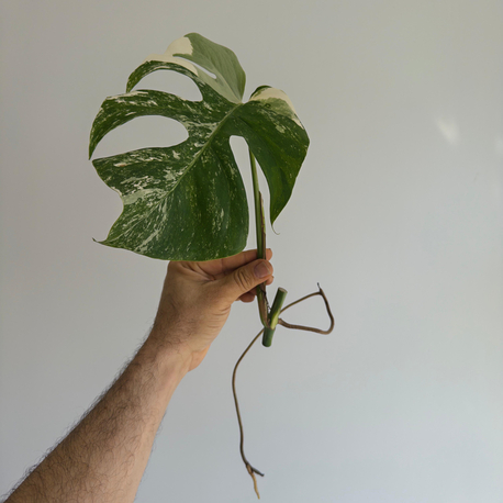 Monstera Deliciosa Albo