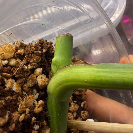 Monstera Aurea Çelik