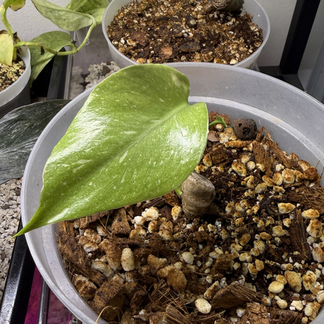Monstera Thai Constellation(2 adet)