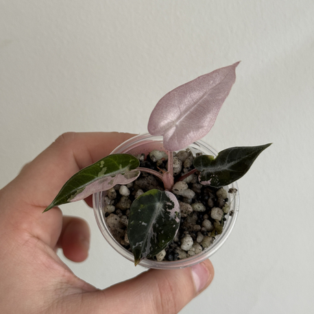 alocasia bambino pink variegated