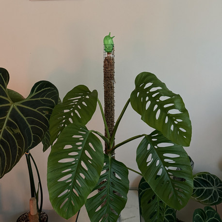 Monstera Laniata X large form 