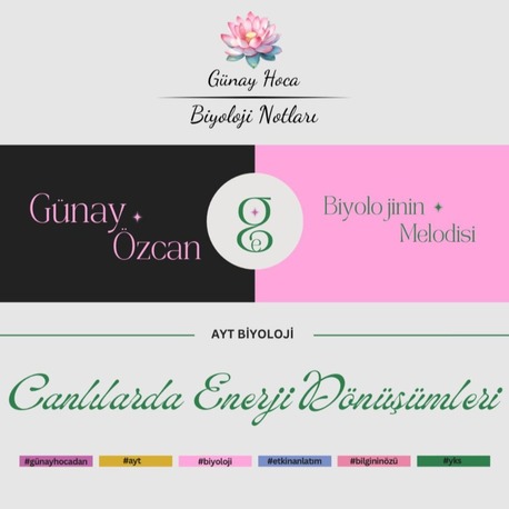 GÜNAY HOCA DERS NOTLARI / CANLILARDA ENERJİ DÖNÜŞÜMLERİ (PDF)