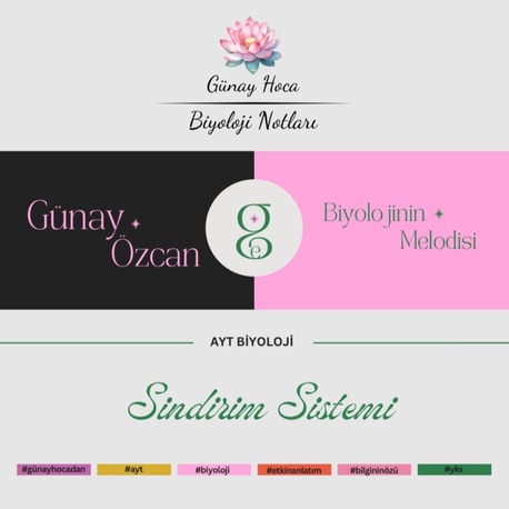 GÜNAY HOCA DERS NOTLARI / SİNDİRİM SİSTEMİ (PDF)