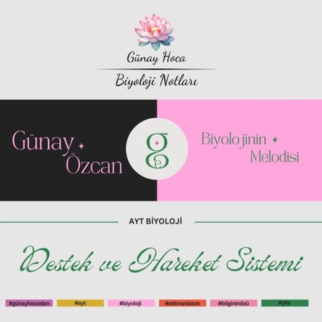 GÜNAY HOCA DERS NOTLARI / DESTEK HAREKET SİSTEMİ (PDF)