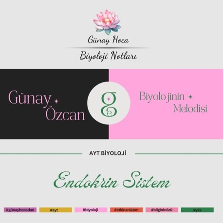 GÜNAY HOCA DERS NOTLARI / ENDOKRİN SİSTEM (PDF)
