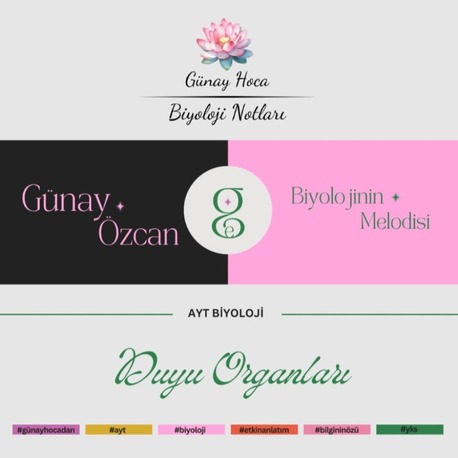 GÜNAY HOCA DERS NOTLARI / DUYU ORGANLARI (PDF)