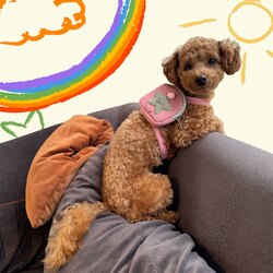 Star Köpek Çantası