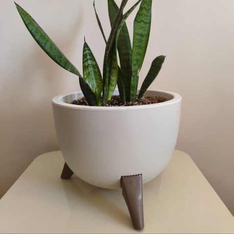 Paşa Kılıcı - Dracaena trifasciata