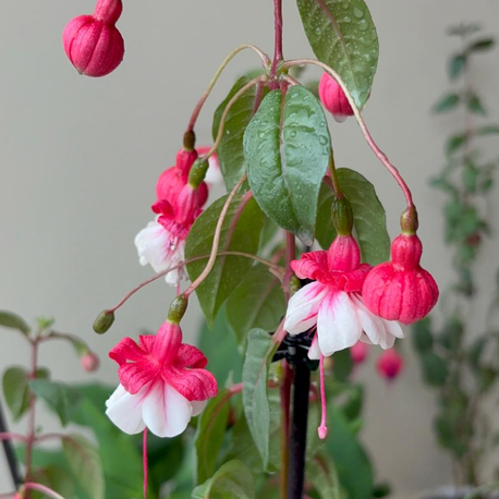 Küpe Çiçeği - Fuchsia