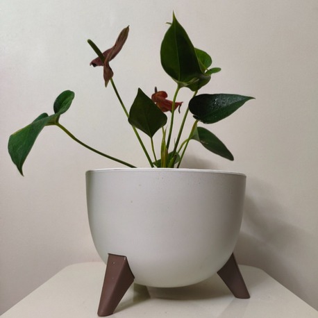 Kırmızı Antoryum - Anthurium Andraeanum Red