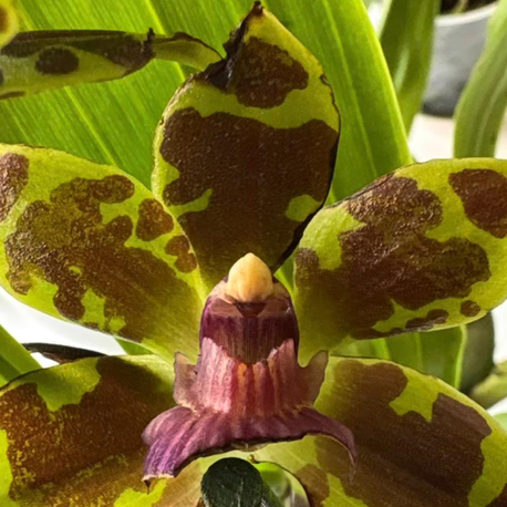 Kokulu Cambria Orkide - Cambria Oncidium