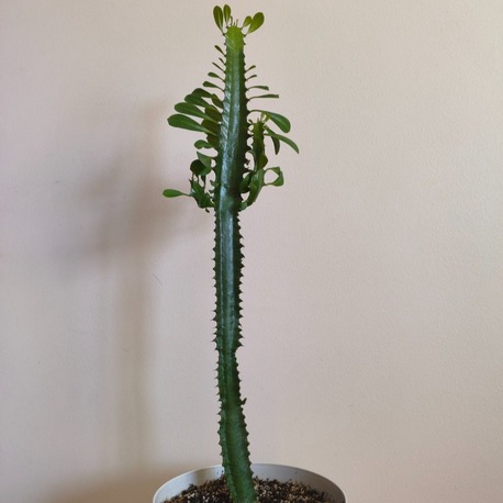 Süt Ağacı - Euphorbia trigona