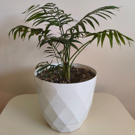 Dağ Palmiyesi-Chamaedorea Elegans