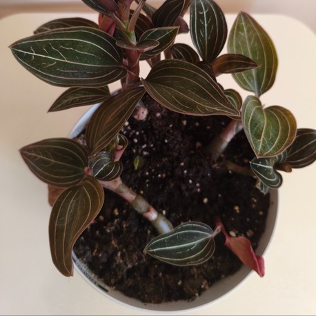 Mücevher Orkide - Ludisia Discolor