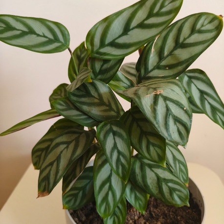 Dua Çiçeği-Calathea Ctenanthe Setosa