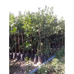Tahiti lime limon 