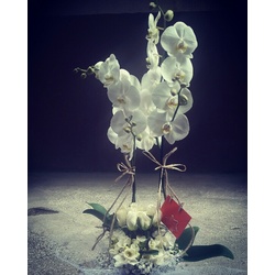 ORKİDE - 001