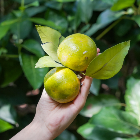 Mandalina : 1 Kg 
