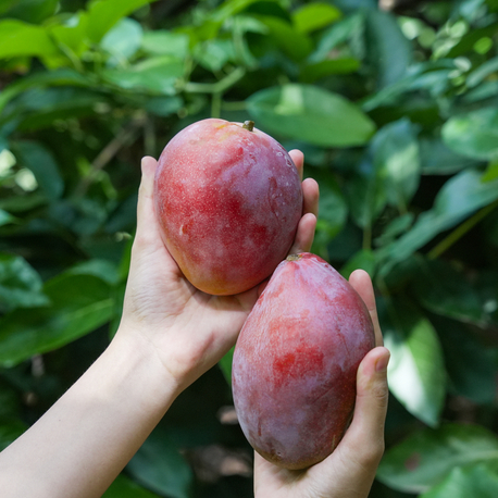 Mango : 1 Adet 